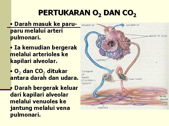 PERTUKARAN O 2 DAN CO 2 • Darah masuk ke paru melalui arteri pulmonari.