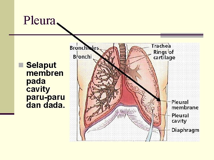 Pleura n Selaput membren pada cavity paru-paru dan dada. 
