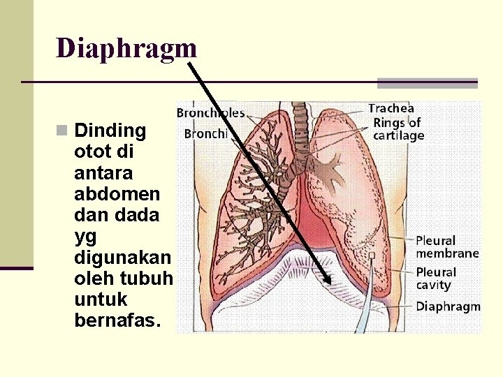 Diaphragm n Dinding otot di antara abdomen dada yg digunakan oleh tubuh untuk bernafas.