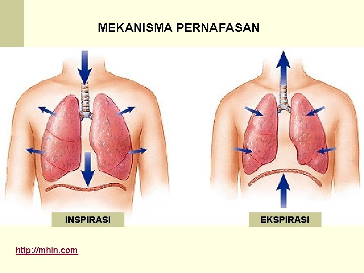 MEKANISMA PERNAFASAN INSPIRASI http: //mhln. com EKSPIRASI 