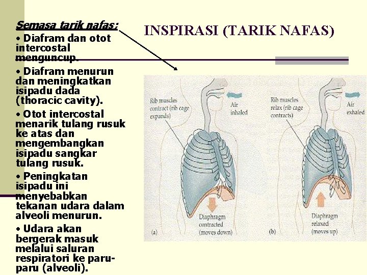 Semasa tarik nafas; • Diafram dan otot intercostal menguncup. • Diafram menurun dan meningkatkan