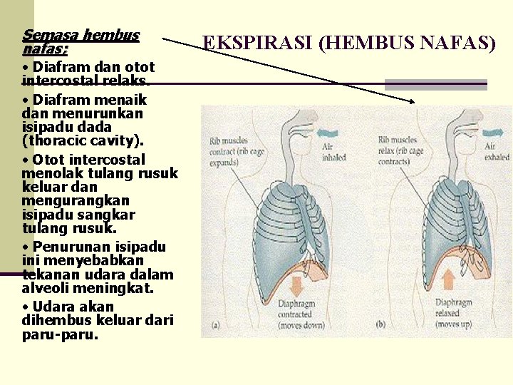Semasa hembus nafas; • Diafram dan otot intercostal relaks. • Diafram menaik dan menurunkan