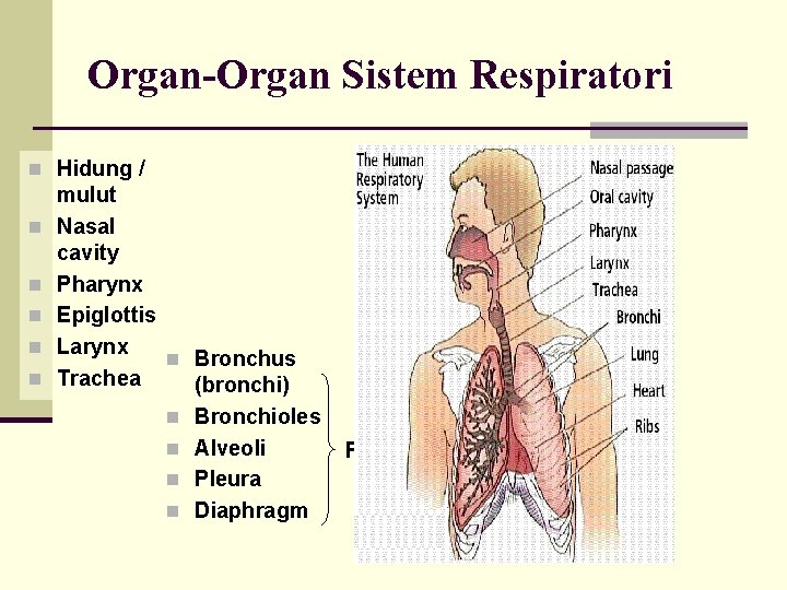 Organ-Organ Sistem Respiratori n Hidung / n n n mulut Nasal cavity Pharynx Epiglottis