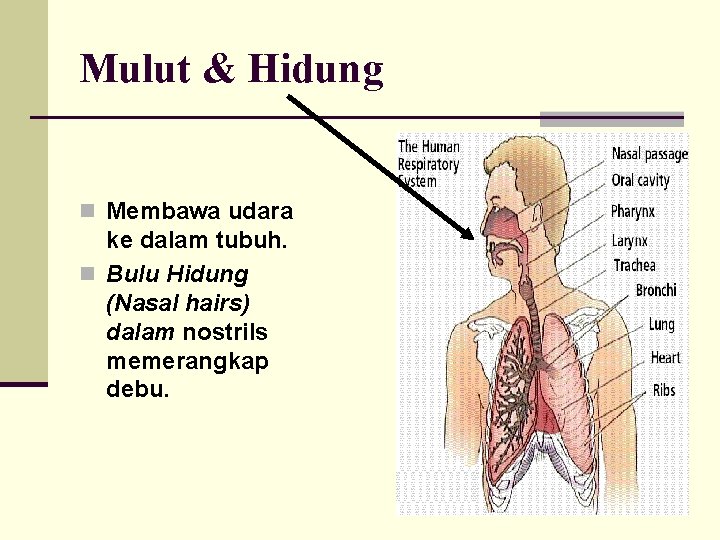 Mulut & Hidung n Membawa udara ke dalam tubuh. n Bulu Hidung (Nasal hairs)