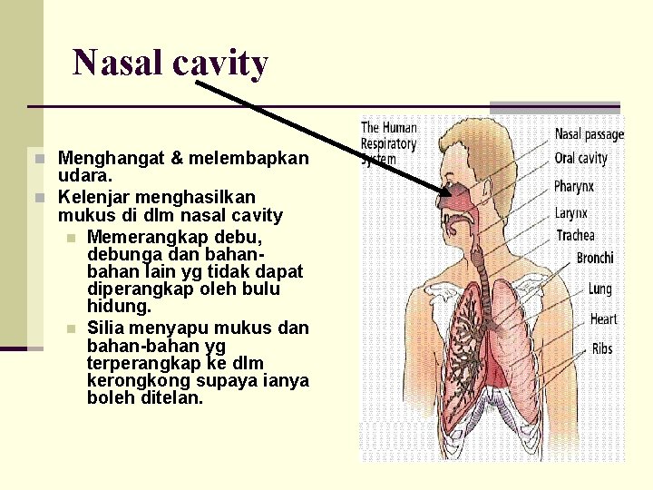 Nasal cavity n Menghangat & melembapkan udara. n Kelenjar menghasilkan mukus di dlm nasal