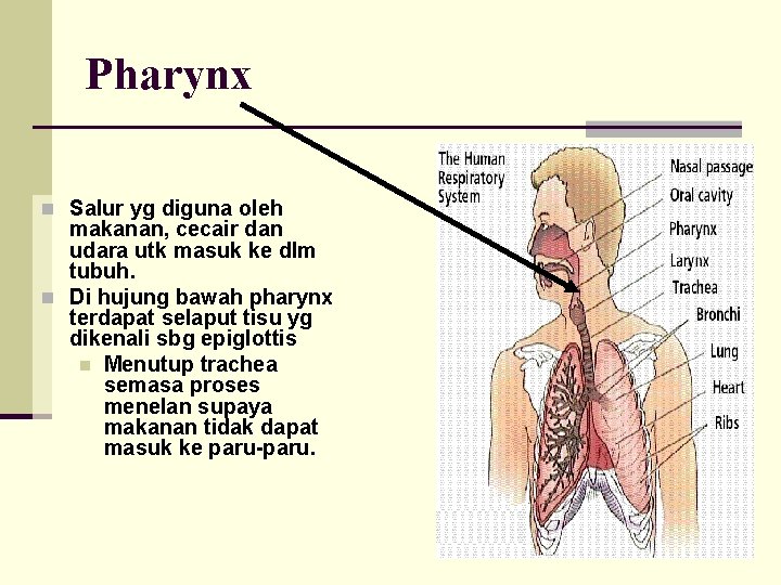 Pharynx n Salur yg diguna oleh makanan, cecair dan udara utk masuk ke dlm