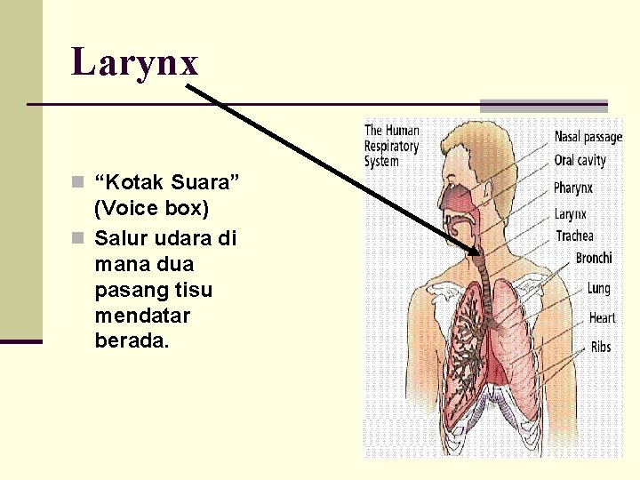Larynx n “Kotak Suara” (Voice box) n Salur udara di mana dua pasang tisu