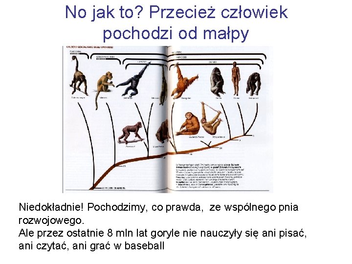 No jak to? Przecież człowiek pochodzi od małpy Niedokładnie! Pochodzimy, co prawda, ze wspólnego