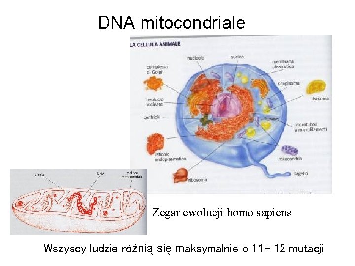 DNA mitocondriale Zegar ewolucji homo sapiens Wszyscy ludzie różnią się maksymalnie o 11 -