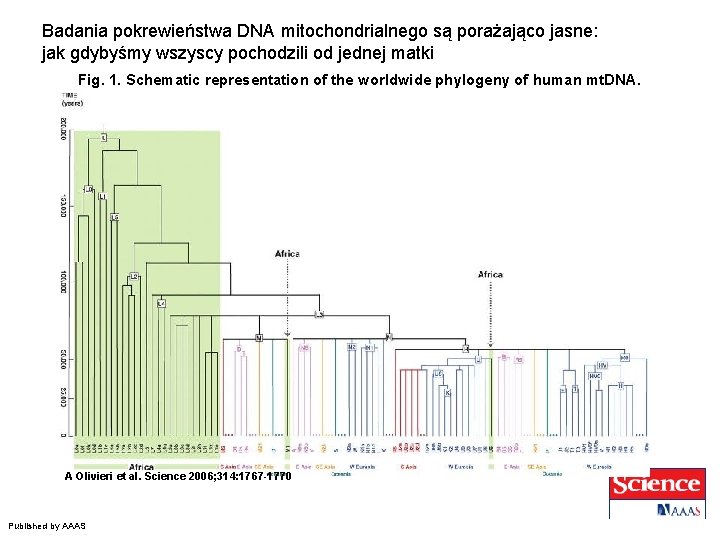 Badania pokrewieństwa DNA mitochondrialnego są porażająco jasne: jak gdybyśmy wszyscy pochodzili od jednej matki