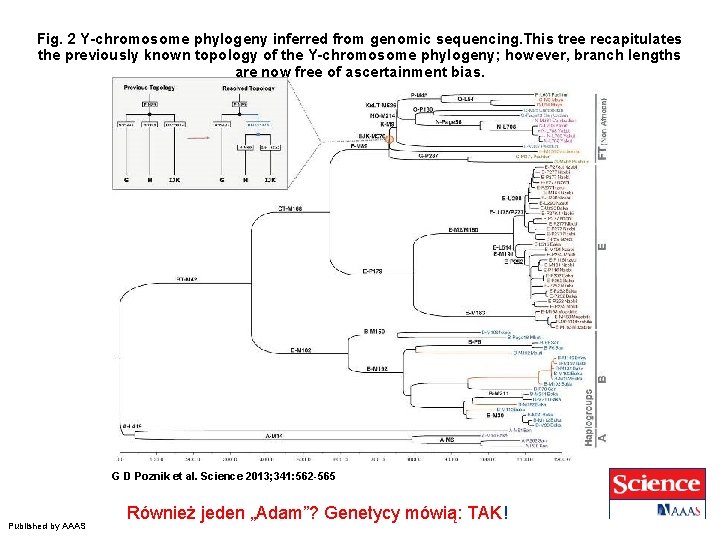 Fig. 2 Y-chromosome phylogeny inferred from genomic sequencing. This tree recapitulates the previously known