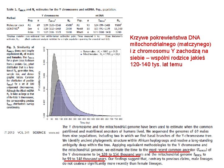 Krzywe pokrewieństwa DNA mitochondrialnego (matczynego) i z chromosomu Y zachodzą na siebie – wspólni