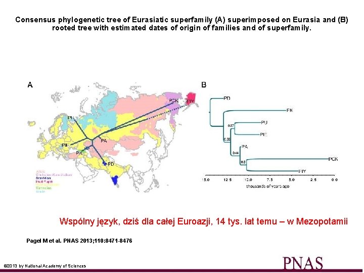 Consensus phylogenetic tree of Eurasiatic superfamily (A) superimposed on Eurasia and (B) rooted tree