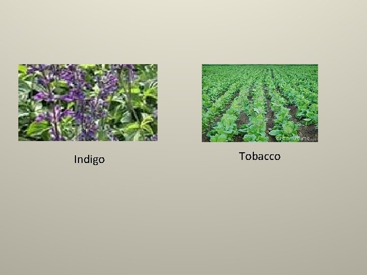 Indigo Tobacco 