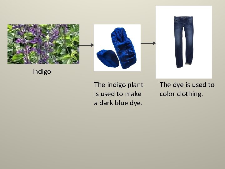 Indigo The indigo plant is used to make a dark blue dye. The dye