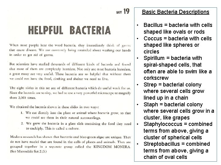 Basic Bacteria Descriptions • Bacillus = bacteria with cells shaped like ovals or rods