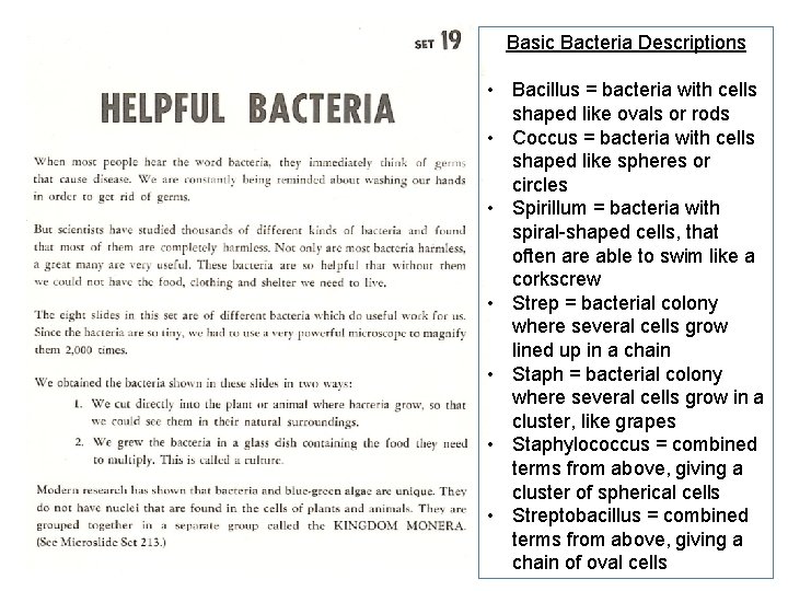 Basic Bacteria Descriptions • Bacillus = bacteria with cells shaped like ovals or rods Basic Bacteria Descriptions • Bacillus = bacteria with cells shaped like ovals or rods