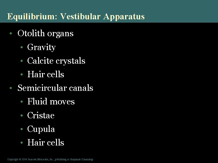 Equilibrium: Vestibular Apparatus • Otolith organs • Gravity • Calcite crystals • Hair cells