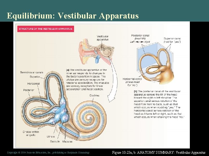 Equilibrium: Vestibular Apparatus Copyright © 2004 Pearson Education, Inc. , publishing as Benjamin Cummings