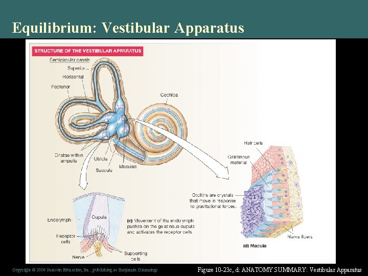 Equilibrium: Vestibular Apparatus Copyright © 2004 Pearson Education, Inc. , publishing as Benjamin Cummings