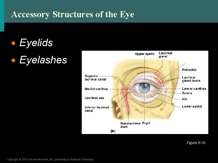 Accessory Structures of the Eye · Eyelids · Eyelashes Figure 8. 1 b Copyright