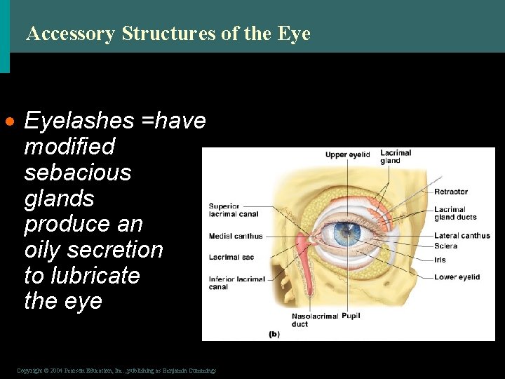 Accessory Structures of the Eye · Eyelashes =have modified sebacious glands produce an oily