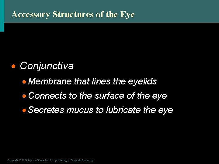 Accessory Structures of the Eye · Conjunctiva · Membrane that lines the eyelids ·