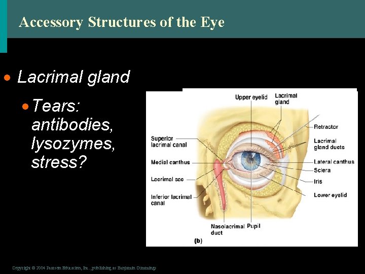 Accessory Structures of the Eye · Lacrimal gland · Tears: antibodies, lysozymes, stress? Figure