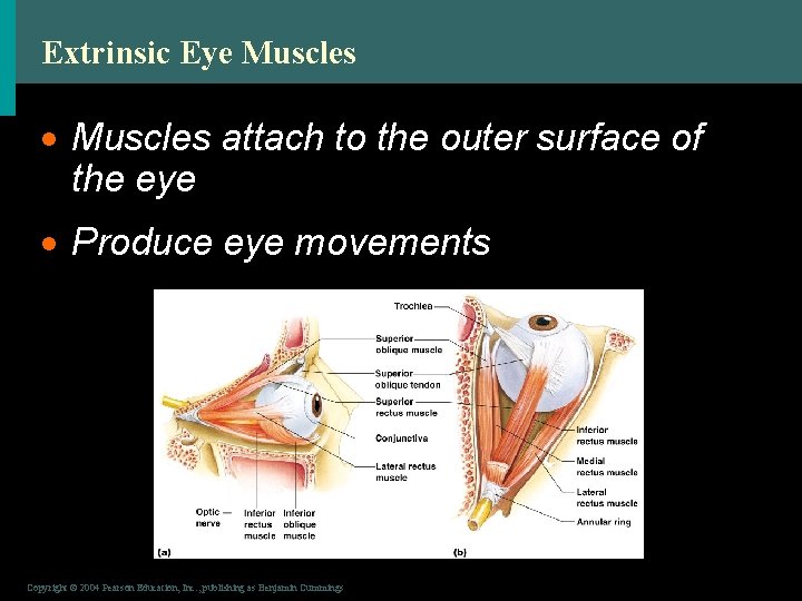 Extrinsic Eye Muscles · Muscles attach to the outer surface of the eye ·