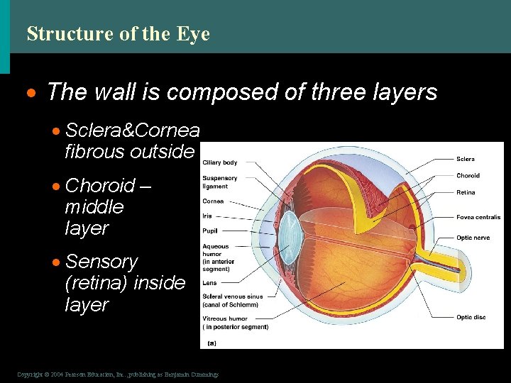 Structure of the Eye · The wall is composed of three layers · Sclera&Cornea