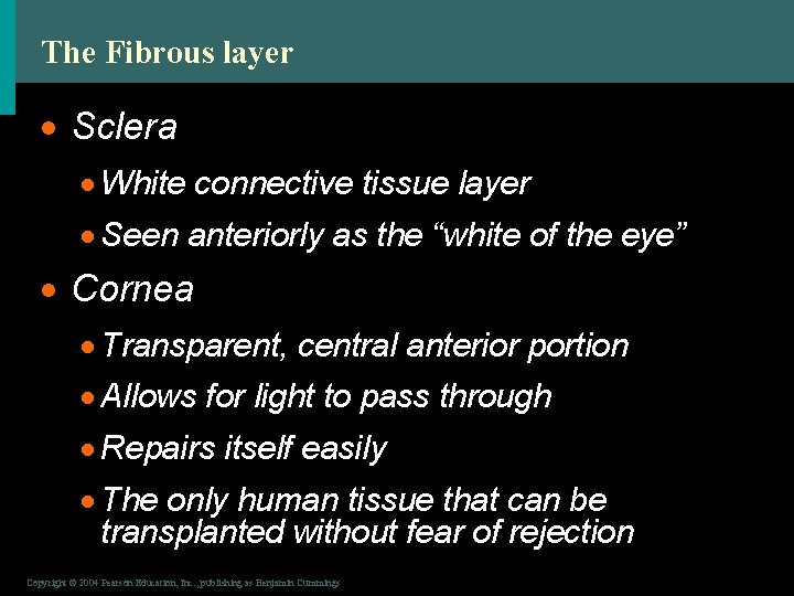 The Fibrous layer · Sclera · White connective tissue layer · Seen anteriorly as