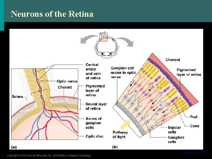 Neurons of the Retina Copyright © 2004 Pearson Education, Inc. , publishing as Benjamin