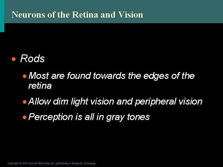 Neurons of the Retina and Vision · Rods · Most are found towards the