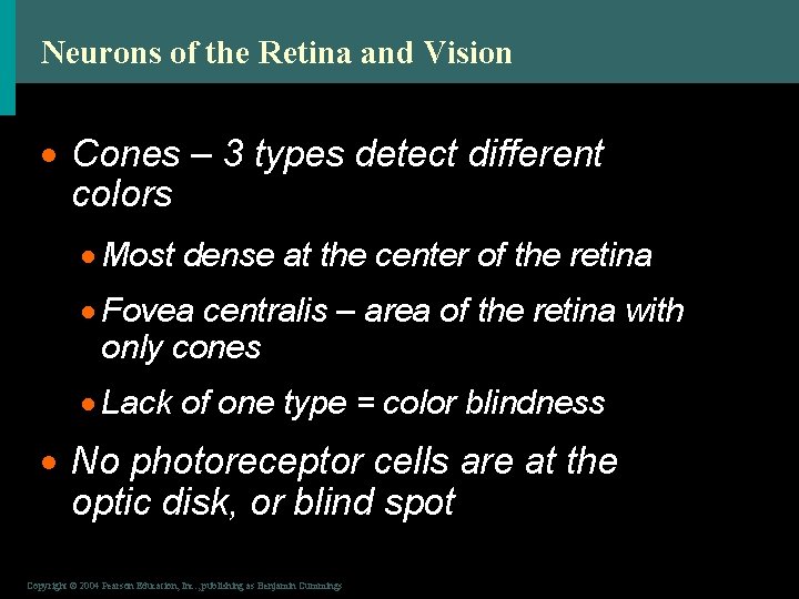 Neurons of the Retina and Vision · Cones – 3 types detect different colors