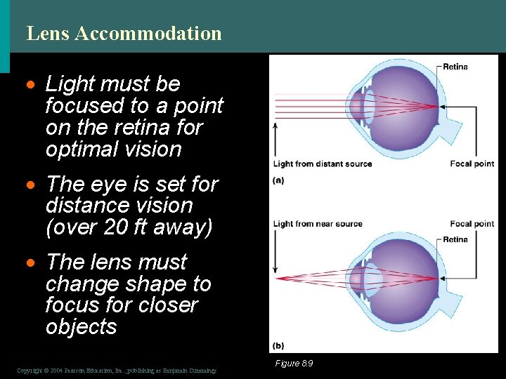 Lens Accommodation · Light must be focused to a point on the retina for