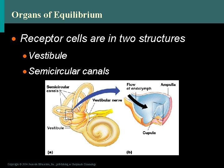 Organs of Equilibrium · Receptor cells are in two structures · Vestibule · Semicircular