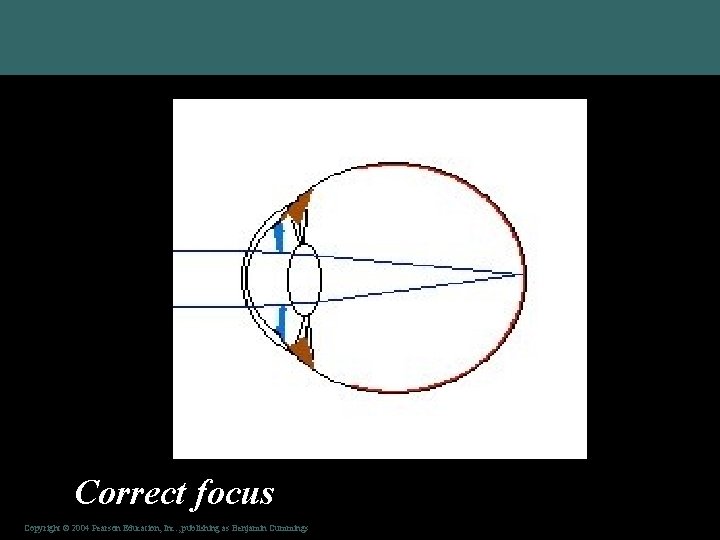 Correct focus Copyright © 2004 Pearson Education, Inc. , publishing as Benjamin Cummings 