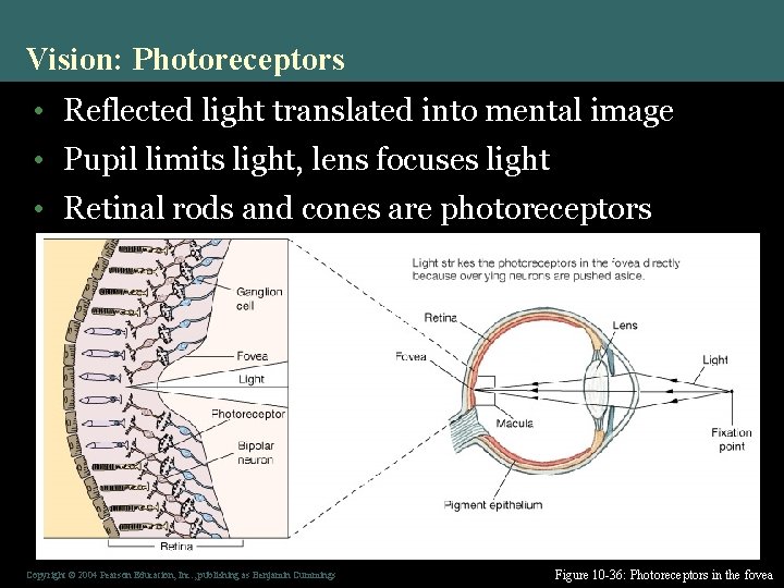 Vision: Photoreceptors • Reflected light translated into mental image • Pupil limits light, lens