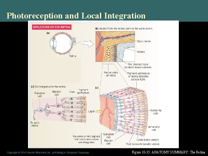 Photoreception and Local Integration Copyright © 2004 Pearson Education, Inc. , publishing as Benjamin