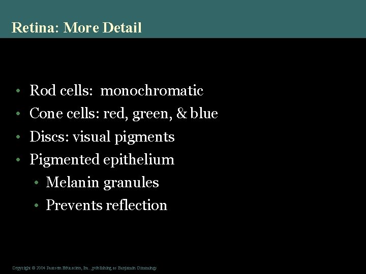 Retina: More Detail • Rod cells: monochromatic • Cone cells: red, green, & blue