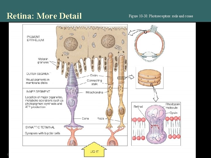 Retina: More Detail Copyright © 2004 Pearson Education, Inc. , publishing as Benjamin Cummings