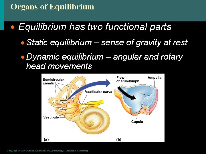 Organs of Equilibrium · Equilibrium has two functional parts · Static equilibrium – sense