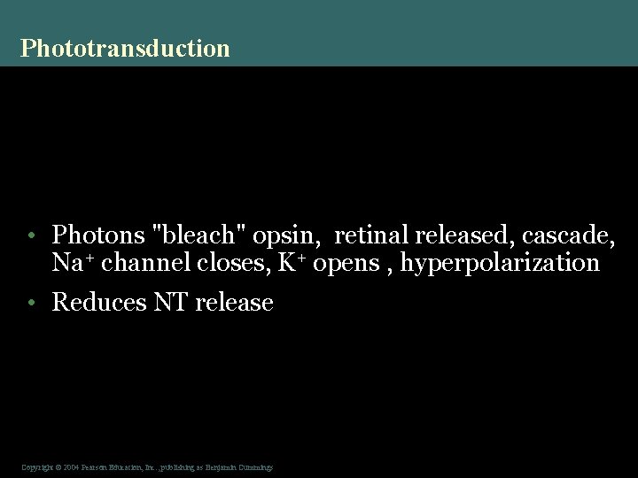 Phototransduction • Photons "bleach" opsin, retinal released, cascade, Na+ channel closes, K+ opens ,