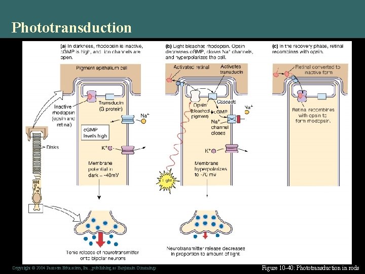 Phototransduction Copyright © 2004 Pearson Education, Inc. , publishing as Benjamin Cummings Figure 10