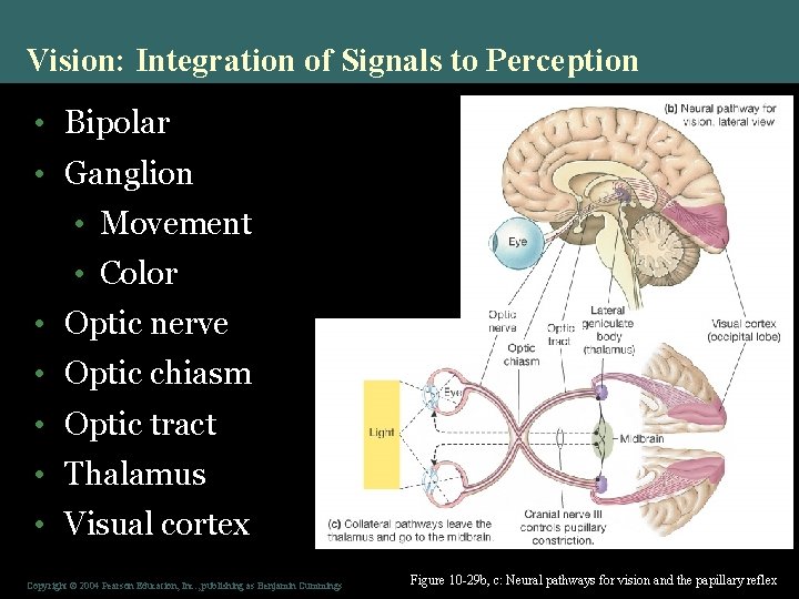 Vision: Integration of Signals to Perception • Bipolar • Ganglion • Movement • Color
