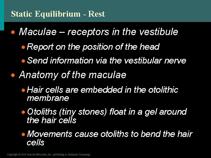 Static Equilibrium - Rest · Maculae – receptors in the vestibule · Report on