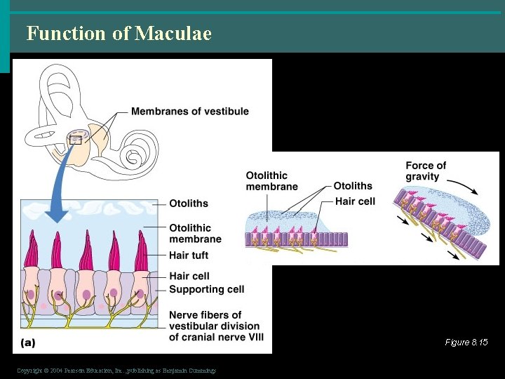 Function of Maculae Figure 8. 15 Copyright © 2004 Pearson Education, Inc. , publishing