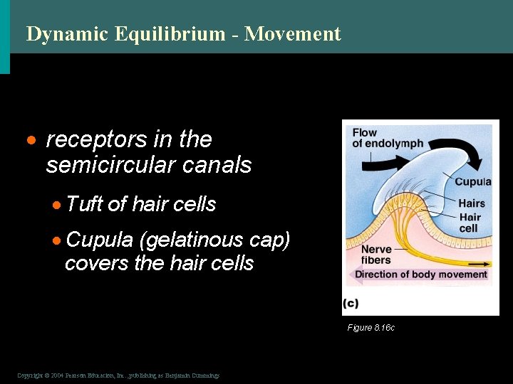 Dynamic Equilibrium - Movement · receptors in the semicircular canals · Tuft of hair