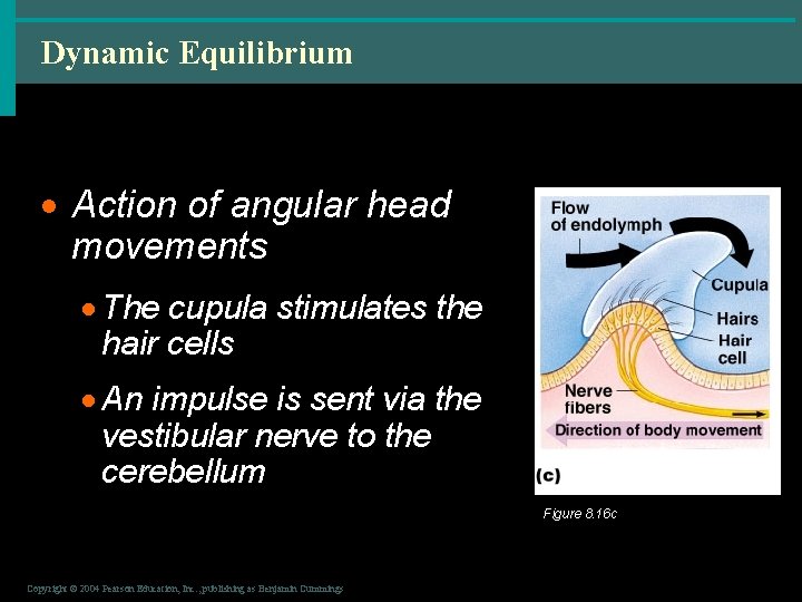 Dynamic Equilibrium · Action of angular head movements · The cupula stimulates the hair