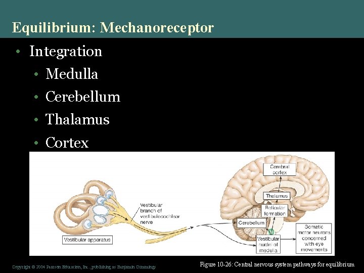 Equilibrium: Mechanoreceptor • Integration • Medulla • Cerebellum • Thalamus • Cortex Copyright ©